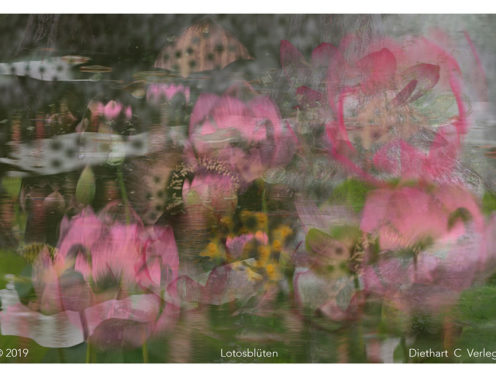 Lotosblüten Diethart Verleger